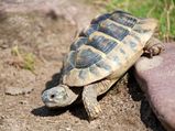 Hermann Tortoise â€“ Tips For Diet & Shelter