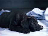 Common Labrador Health Problems