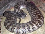 Top 5 World's Most Poisonous Snakes