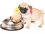 Best Dog Food Options For Pugs