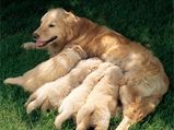 Golden Retrievers: All Information You Need