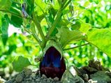 Easy To Grow Garden Vegetables- Part 2