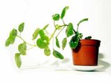 Easy Ways To Plant & Maintain Money Plant