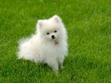 Pomeranian Hair Care Tips To Avoid Shedding