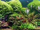 5 Easy To Grow Aquarium Plants