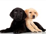 Top 5 Friendly Dogs For Home 