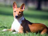 Top 3 Quiet Dog Breeds For Home
