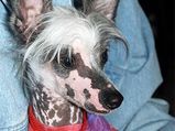 Top 5 Ugliest Dog Breeds