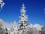 Tallest Living Christmas Tree Ever!