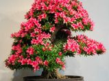 Easy Homemade  Bonsai: Growing & Caring