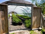 How To Make A Greenhouse In Your Garden? 