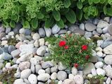 How To Use Pebbles For Gardening?