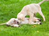 Breeding Your Female Dog: Things To Know