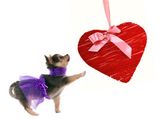 How To Celebrate Valentines Day With Your Pet?
