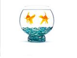 How To Pair Pet Fish In A Bowl? 