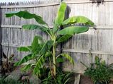 Banana Trees For Garden: How To Grow?
