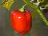 Top 5 Hottest Chillies In The World