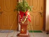 Hindus Plants: Plants Too Can Be Religious! 