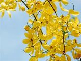 The 'Yellow' Harvest Festivals Of India