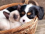 Cat Friendly Dog Breeds!