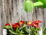 Tips To Water Your Plant
