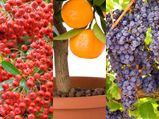 Fruits Trees To Grow At Home