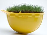 How To Grow Grass In A Container?