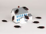 Natural Alternatives To Pest Control