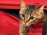 Tips To Follow While Traveling With Pet