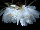 Brahma Kamal: Mythical Flower Of Gods