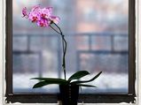 How To Grow Orchids?