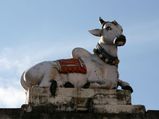 Why Do Hindus Worship A Cow? 