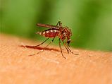 3 Natural And Safe Mosquito Repellents 
