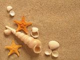 Decorate Home With Seashells: Cheap Ideas