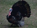 Why We Have Turkey For Thanksgiving?