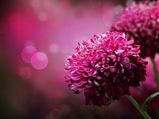 10 Edible Flowers That Are Nutritious