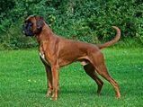10 Active Dog Breeds For Men 
