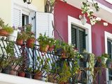 Best Potted Plants For A Balcony Garden