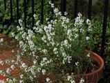 Growing Thyme In Your Kitchen Garden