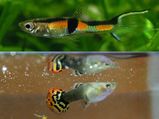 Guppy Fish Care Tips Made Easy 