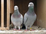Bird Care Tips For Pet Pigeons 