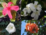 Popular Indian Pooja Flowers