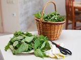Benefits That Nettles Offer