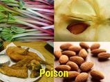 10 Deadly Poisonous Healthy Foods