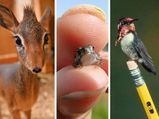 14 Smallest Animals In The World