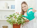Watering Your Plants In Winter: Tips 