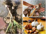 Steps To Grow Garlic In Your Home