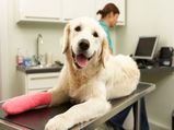 Take Care Of Injured Dog: Guide