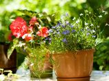 Caring For Potted Plants: Gardening Tips