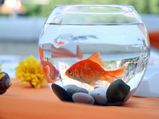 Top 5 Myths About Aquariums